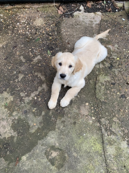 How long did you sleep down stairs with your puppy for (if you did)