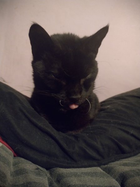 Machiavellian Misbehaviour- the Excellent Cats Deny Everything