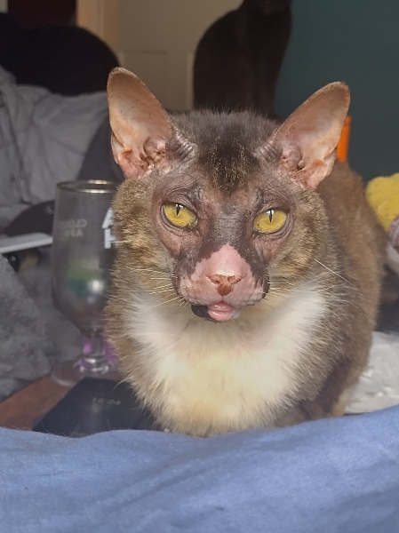 Machiavellian Misbehaviour- the Excellent Cats Deny Everything