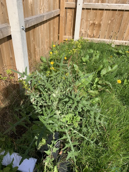 Hanging baskets and also what is this plant?