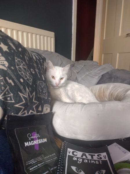 Machiavellian Misbehaviour- the Excellent Cats Deny Everything
