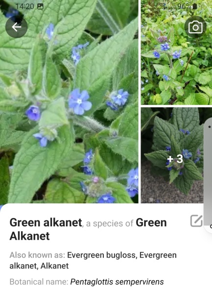 Plant ID