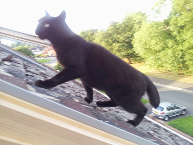 My beautiful cat losing 1/3 of her tail