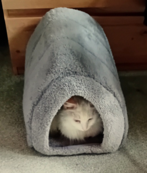 Machiavellian Misbehaviour- the Excellent Cats Deny Everything