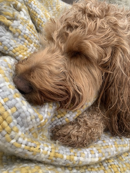 I’ve just realised my dog has ancestors!