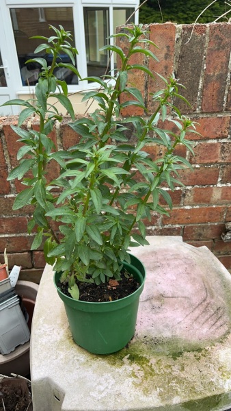 Plant or weed?!