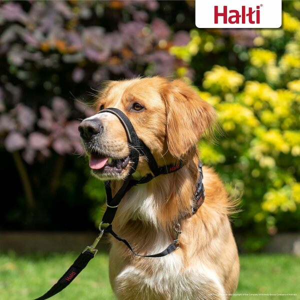 Halti head collar….what am I doing wrong !?