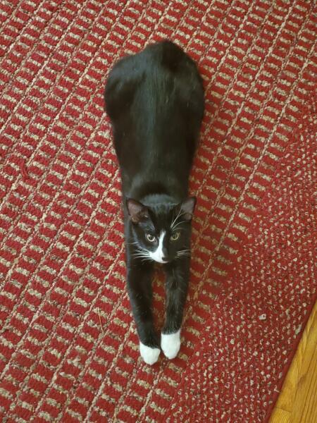 Cat walked through paint all over brand new drive!