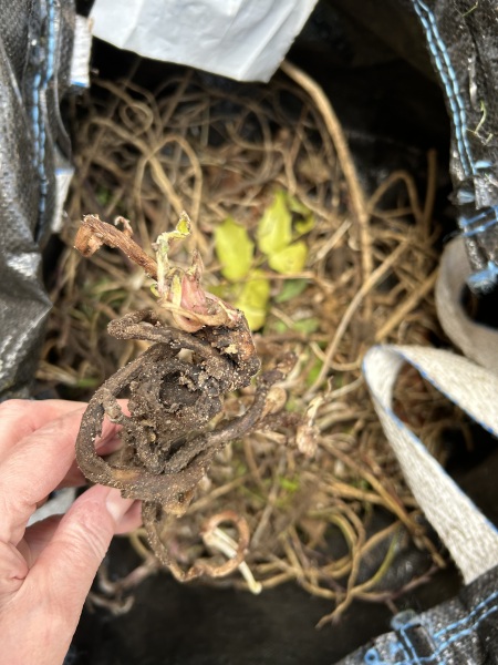 What have you done in the garden today Part 4 Spring 2024.