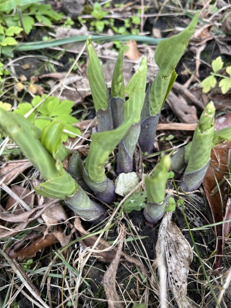 Are these dahlias pushing through?