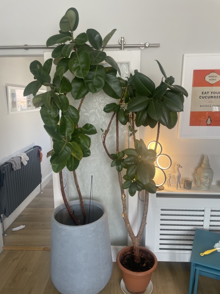 Caring for rubber plants