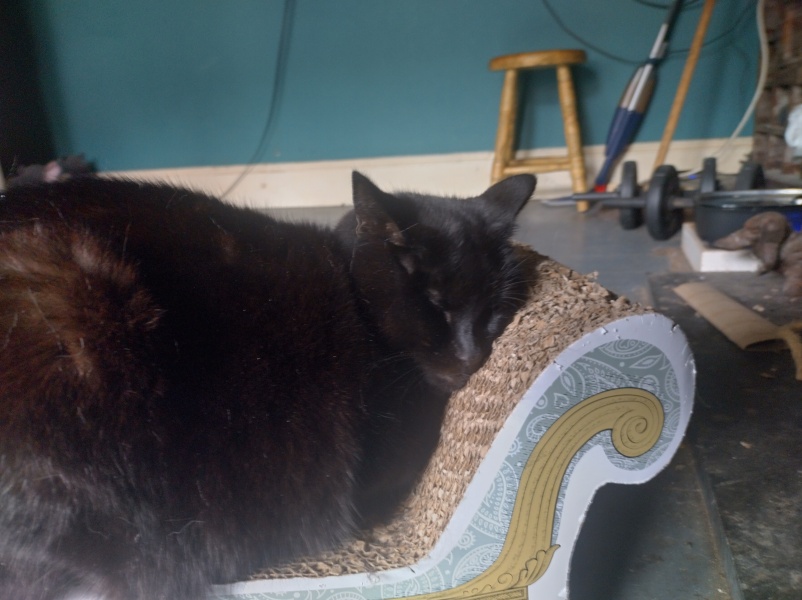 Machiavellian Misbehaviour- the Excellent Cats Deny Everything