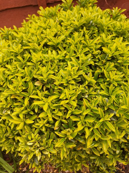 Evergreen plant ID