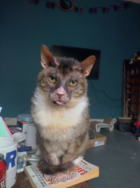 Machiavellian Misbehaviour- the Excellent Cats Deny Everything