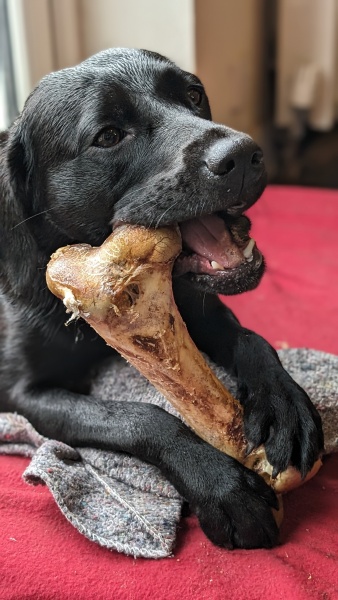 Puppy Survival Thread for New and Old Pups - Spring is around the corner!