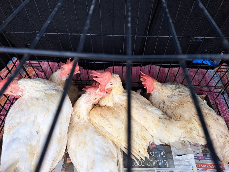 To show you what your free range egg providers really look like?