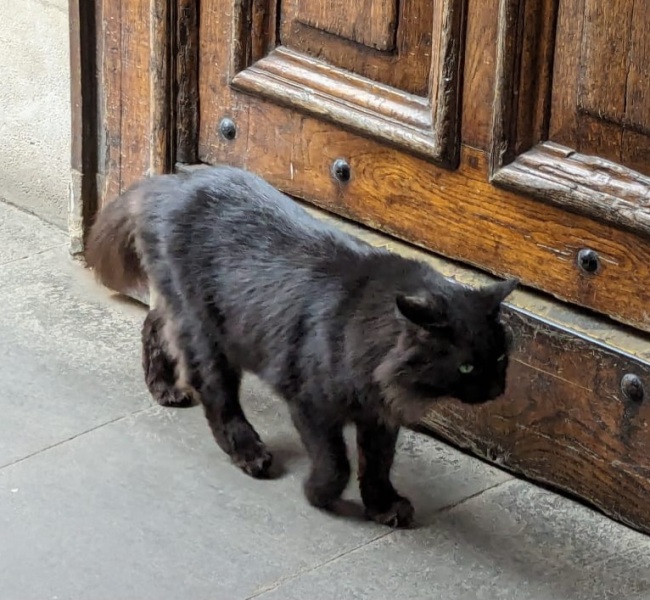 Machiavellian Misbehaviour- the Excellent Cats Deny Everything