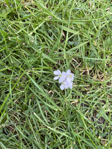 Loads of white flowers - what are they?