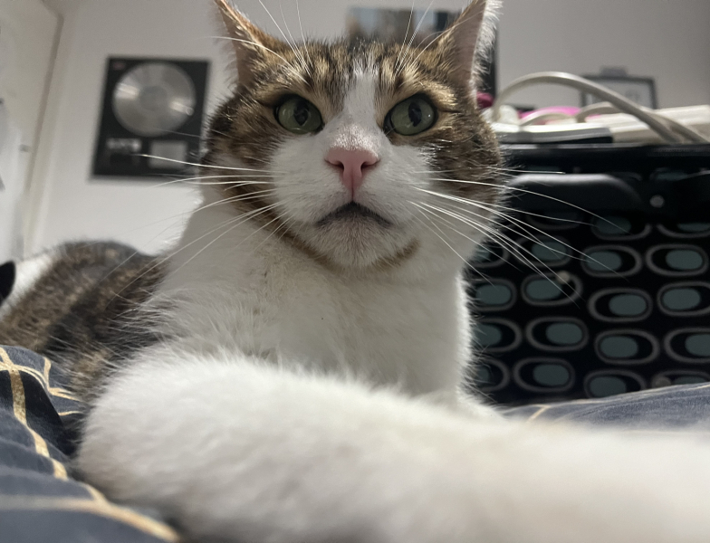 What foods does your cat unexpectedly really like?