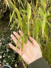 Which bamboo is this?