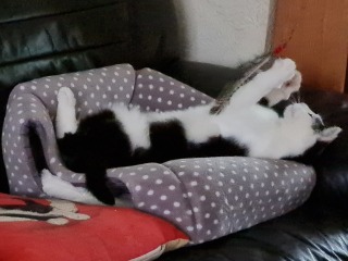 Machiavellian Misbehaviour- the Excellent Cats Deny Everything