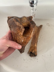 Keep finding bones while digging at new home