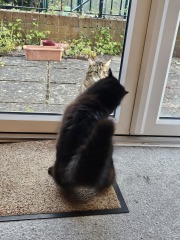Thug cat part 5 - For he will not do destruction, if he is well-fed, neither will he spit without provocation.