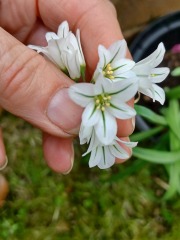 Plant ID please