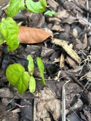 Is this a bindweed seedling?