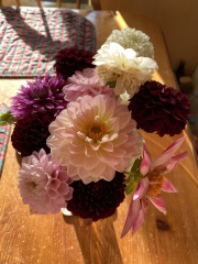 Is anyone ready to be excited about dahlias yet?