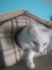 Machiavellian Misbehaviour- the Excellent Cats Deny Everything