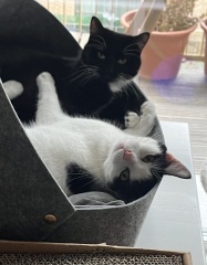 First Time Cat Owners- What do we need to know?