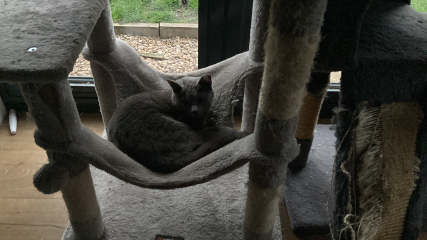 So we got a cat…