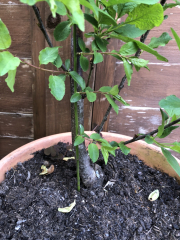 Fruit trees