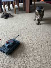 Thug cat part 5 - For he will not do destruction, if he is well-fed, neither will he spit without provocation.