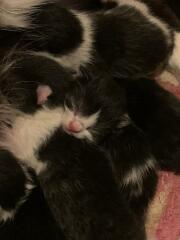 What cat carriers and tree houses/scratch posts do you all have?