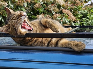 Thug cat part 5 - For he will not do destruction, if he is well-fed, neither will he spit without provocation.