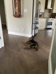 Puppy Survival Thread for New and Old Pups - Spring is around the corner!