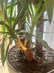 Poorly yucca