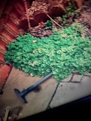 Help me identify these weeds