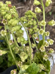 Please help identify these plants please