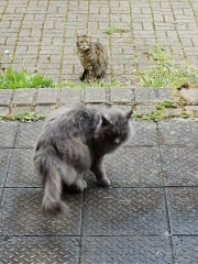 Thug cat part 5 - For he will not do destruction, if he is well-fed, neither will he spit without provocation.