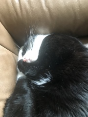 Machiavellian Misbehaviour- the Excellent Cats Deny Everything