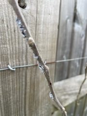 What's this on my apple tree?