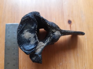 I found a bone on the beach - can anyone help ID please?