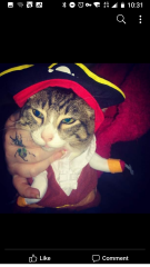 Machiavellian Misbehaviour- the Excellent Cats Deny Everything