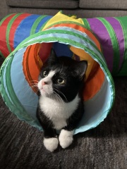 Machiavellian Misbehaviour- the Excellent Cats Deny Everything