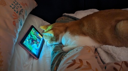 How to help my sad boy?