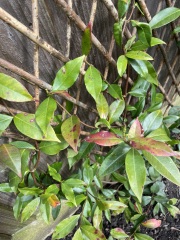 Climbing jasmine - isn’t dead but has simply stopped growing?