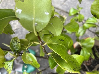 Camellia - black spots